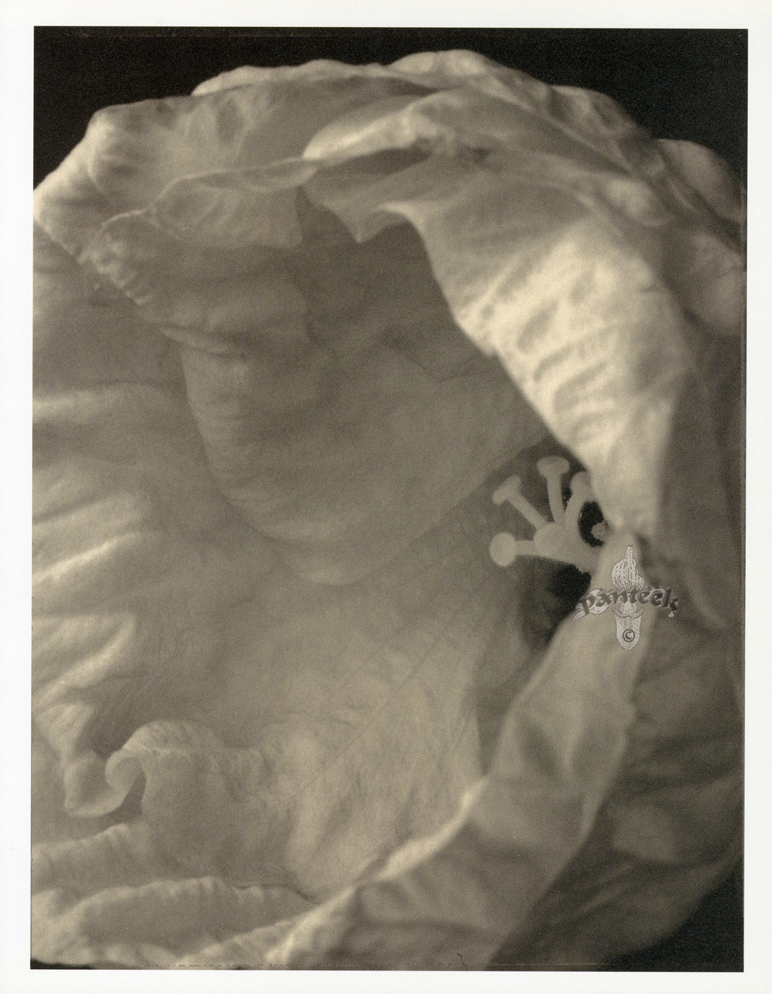 Tom Baril Flower Prints from Botanica Hibiscus Bud