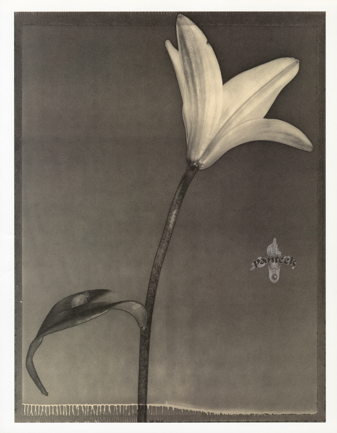 Tom Baril Flower Prints from Botanica Lily back