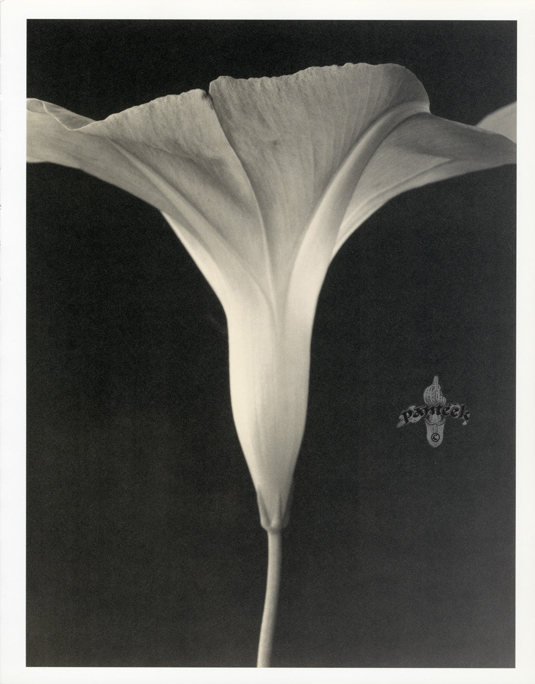 Tom Baril Flower Prints from Botanica Morning Glory