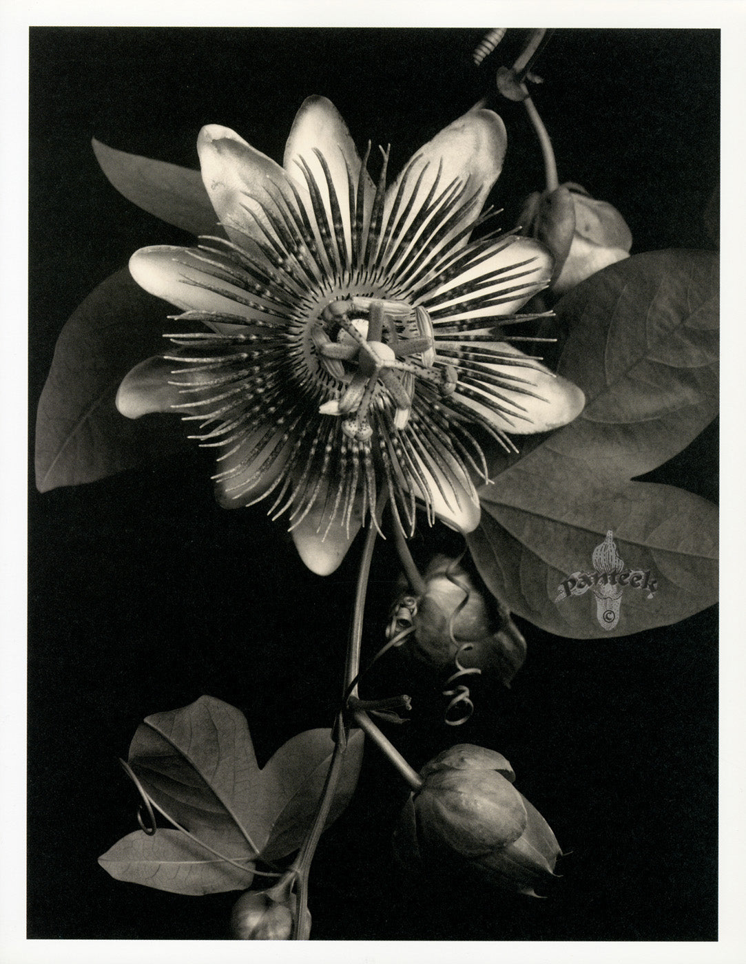 Tom Baril Flower Prints from Botanica Passion Vine