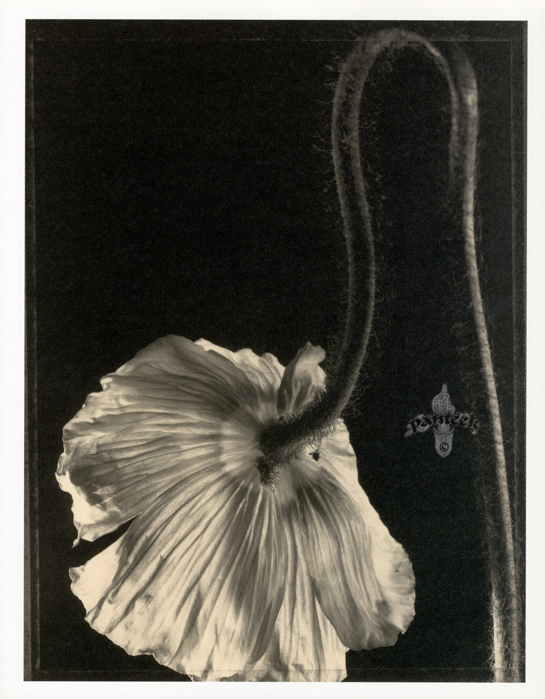 Tom Baril Flower Prints from Botanica Poppy