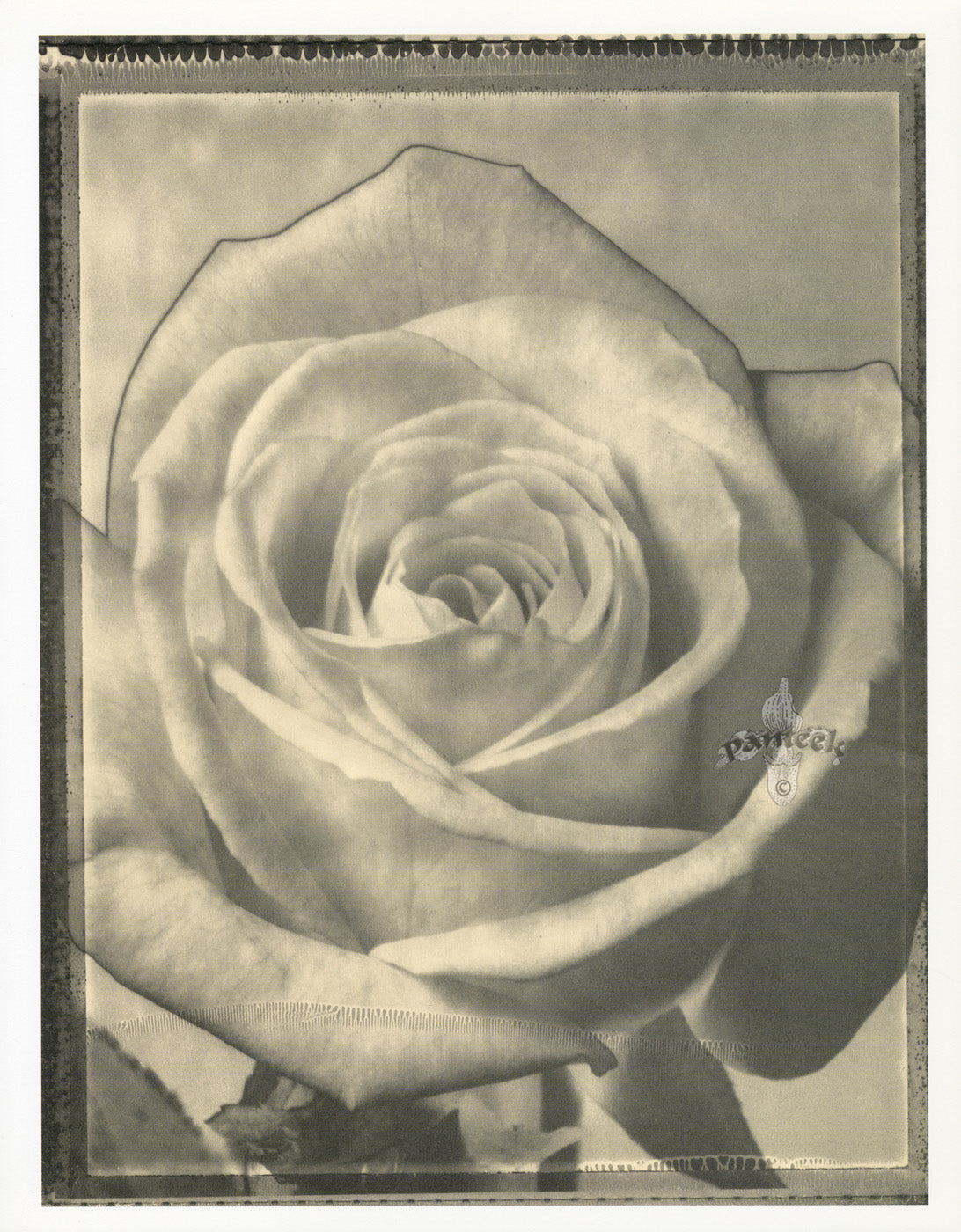 Tom Baril Flower Prints from Botanica Rose