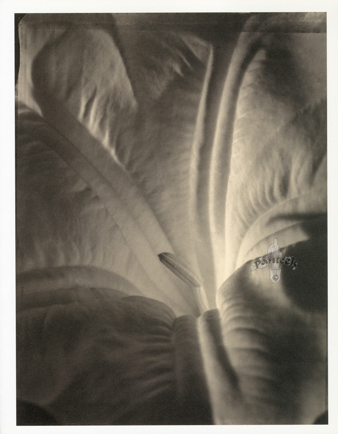 Tom Baril Flower Prints from Botanica Sedum