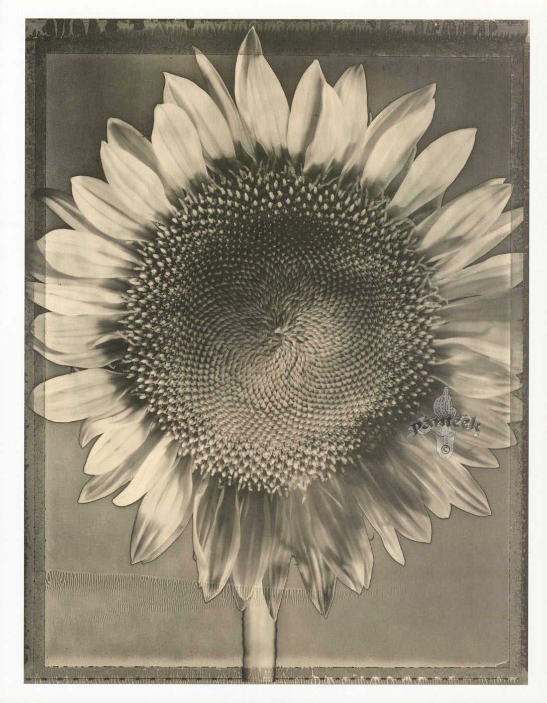 Tom Baril Flower Prints from Botanica Sunflower