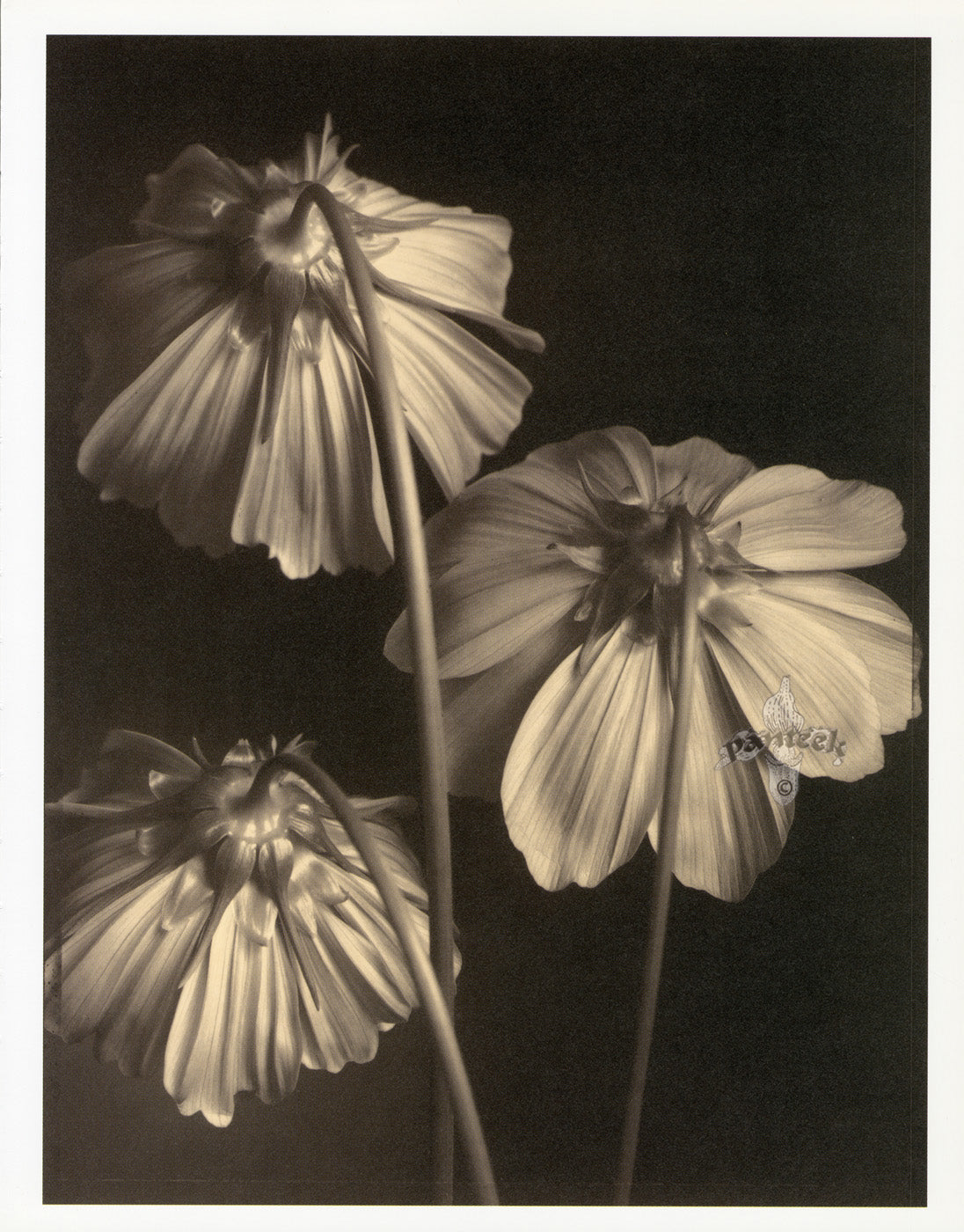 Tom Baril Flower Prints from Botanica Three Cosmos