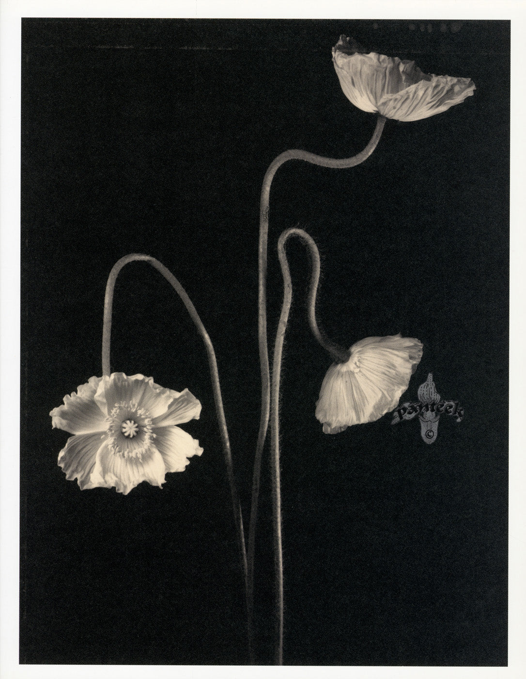 Tom Baril Flower Prints from Botanica Three Poppies
