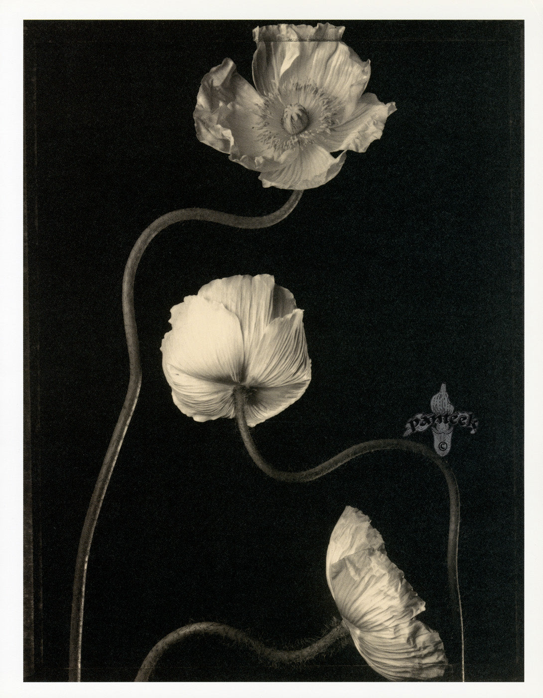 Tom Baril Flower Prints from Botanica Three Poppies view 2