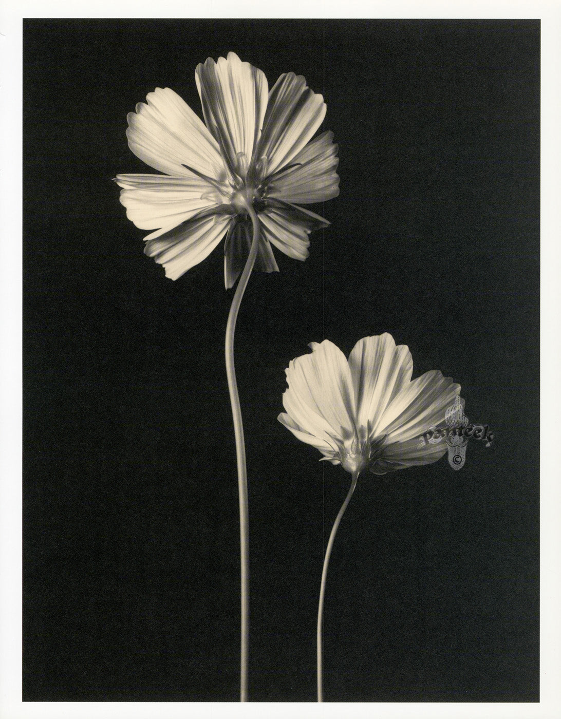 Tom Baril Flower Prints from Botanica Two Cosmos