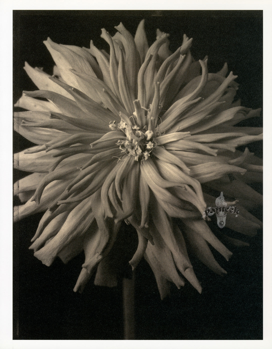 Tom Baril Flower Prints from Botanica Zinnia