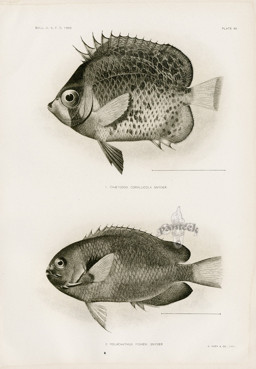 US Fish Bien Hawaii Butterflyfish