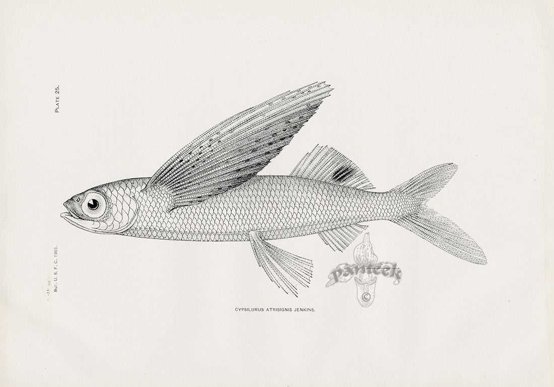 US Fish Bien Hawaii Glider Flyingfish