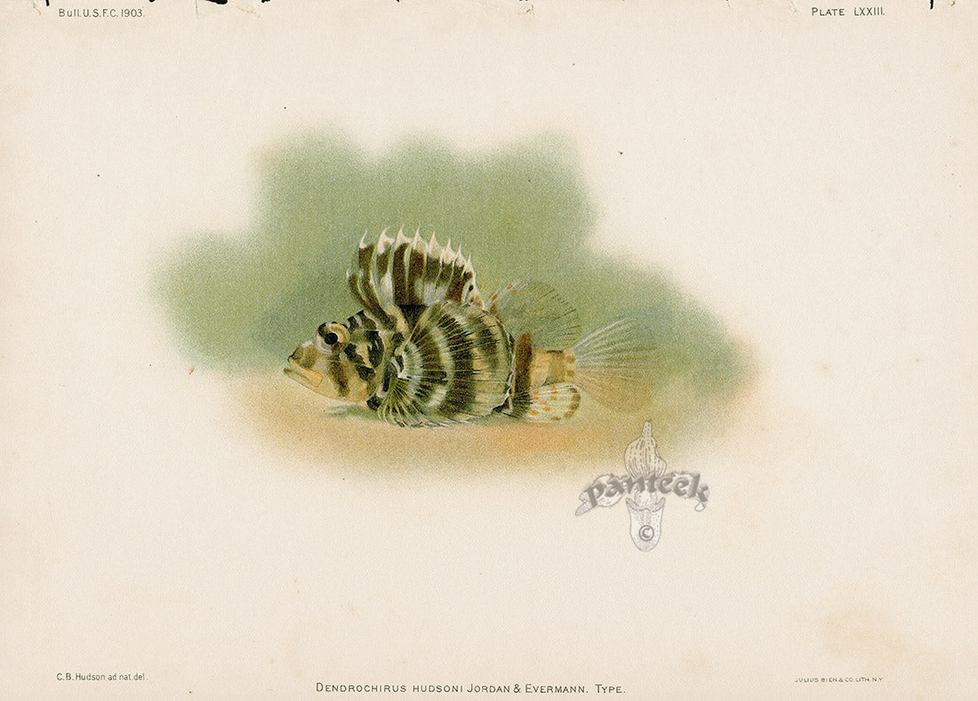 US Fish Bien Hawaii Lionfish