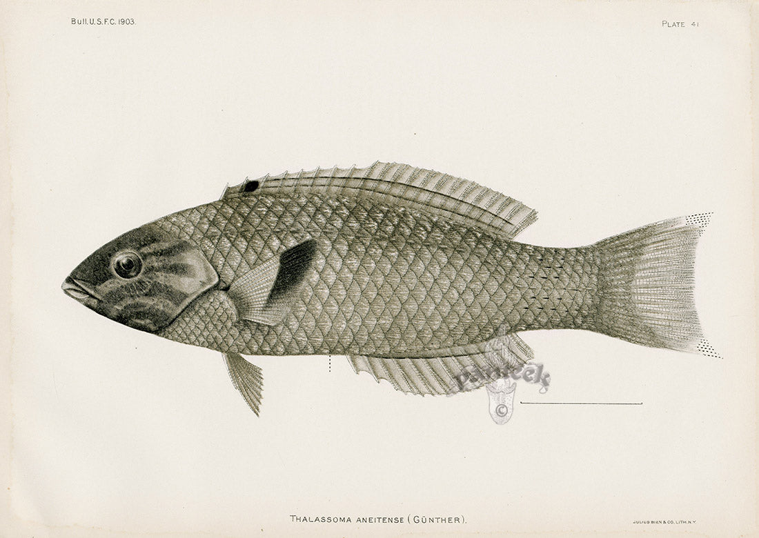 US Fish Bien Hawaii Moon Wrasse