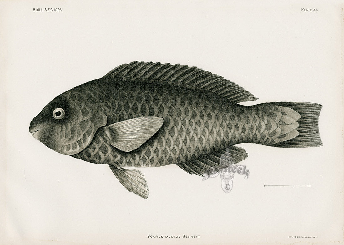 US Fish Bien Hawaii Regal Parrotfish