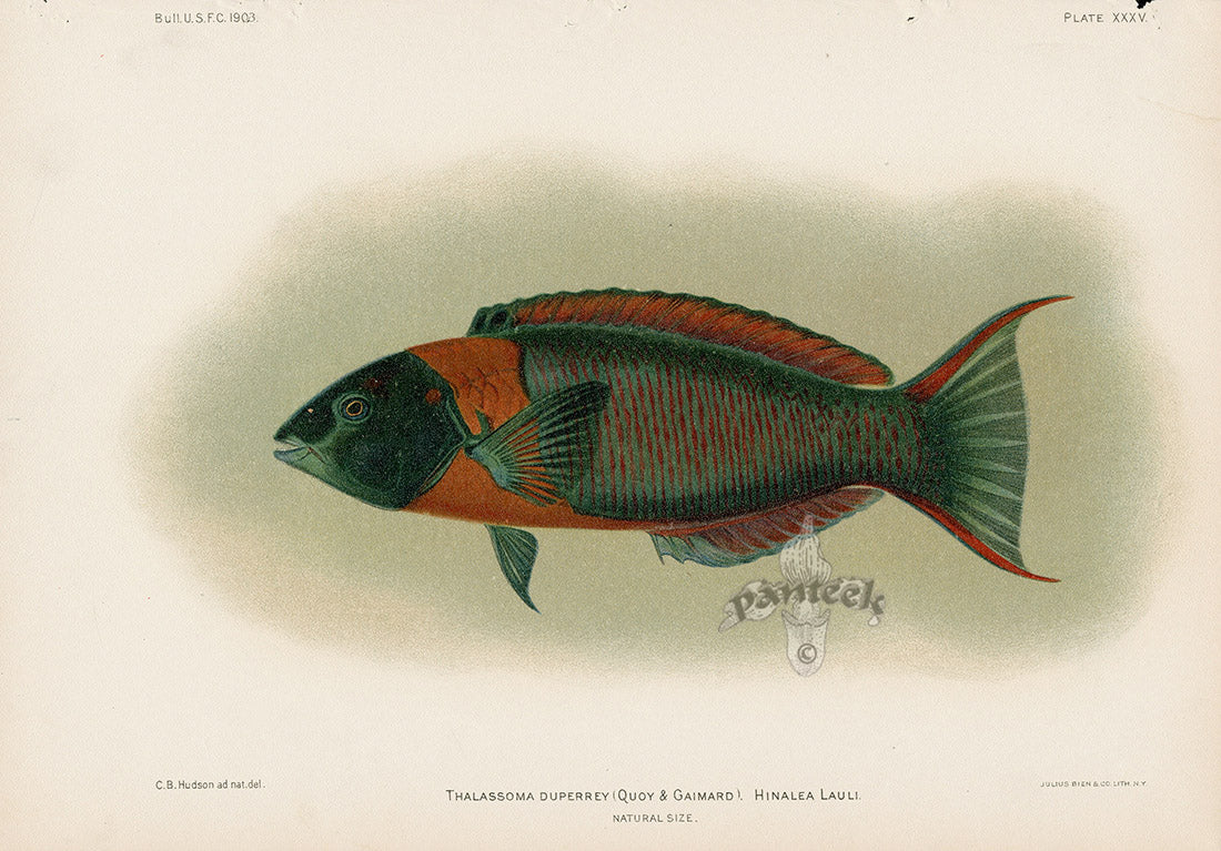 US Fish Bien Hawaii Saddle Wrasse