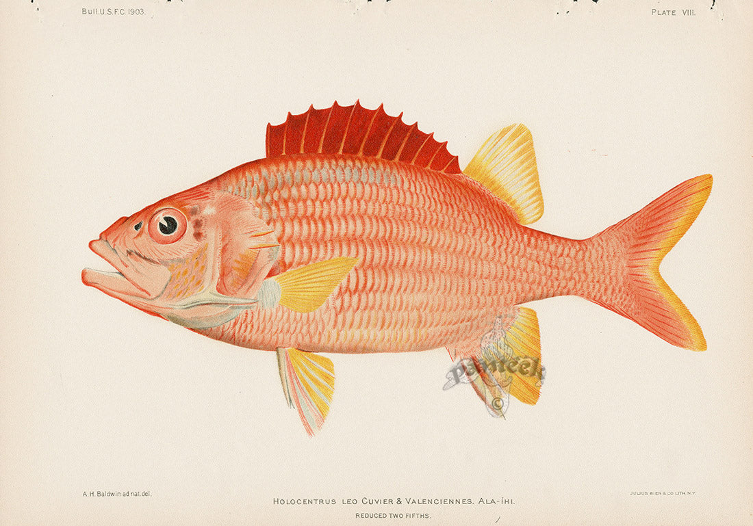 US Fish Bien Hawaii Squirrelfish