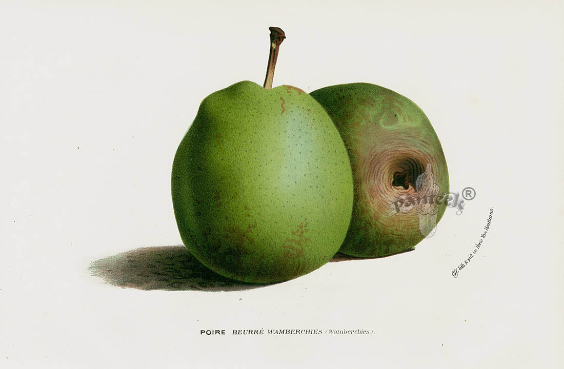 Van Houtte 1845 Antique Fruit & Vegetable Butter Pear