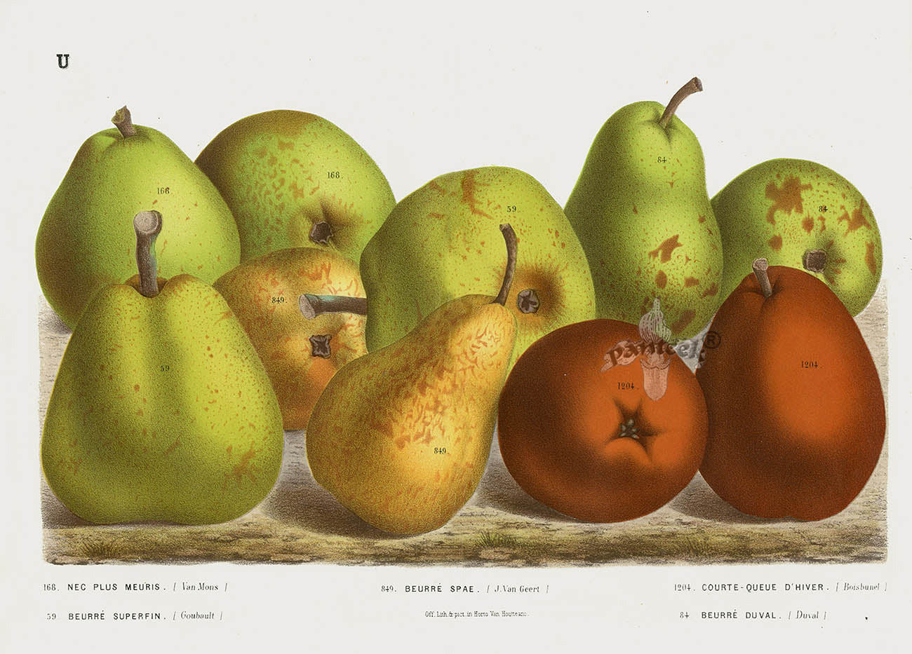 Van Houtte 1845 Antique Fruit & Vegetable Butter Pears 29