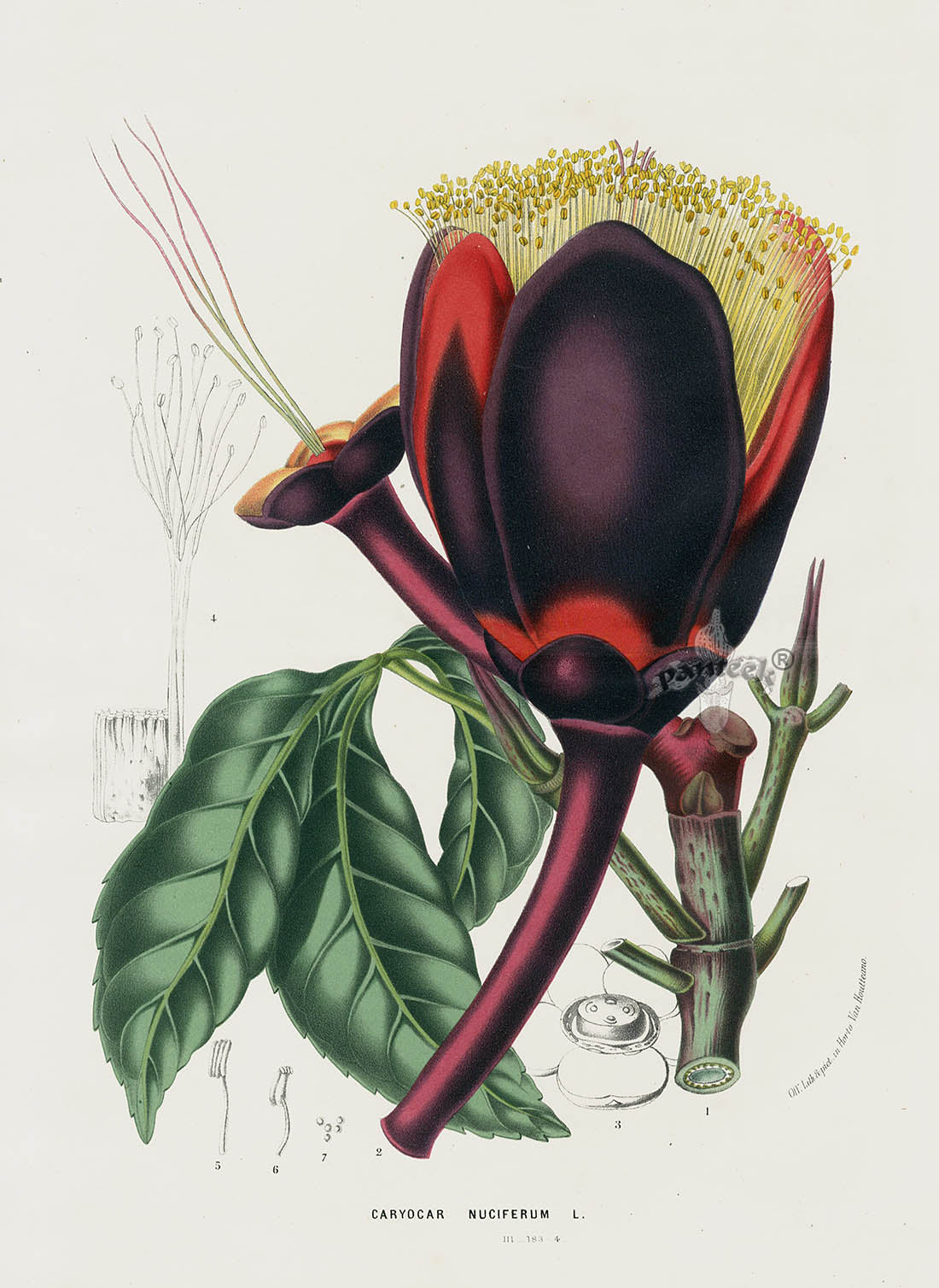 Van Houtte 1845 Antique Fruit & Vegetable Caryocar nuciferum