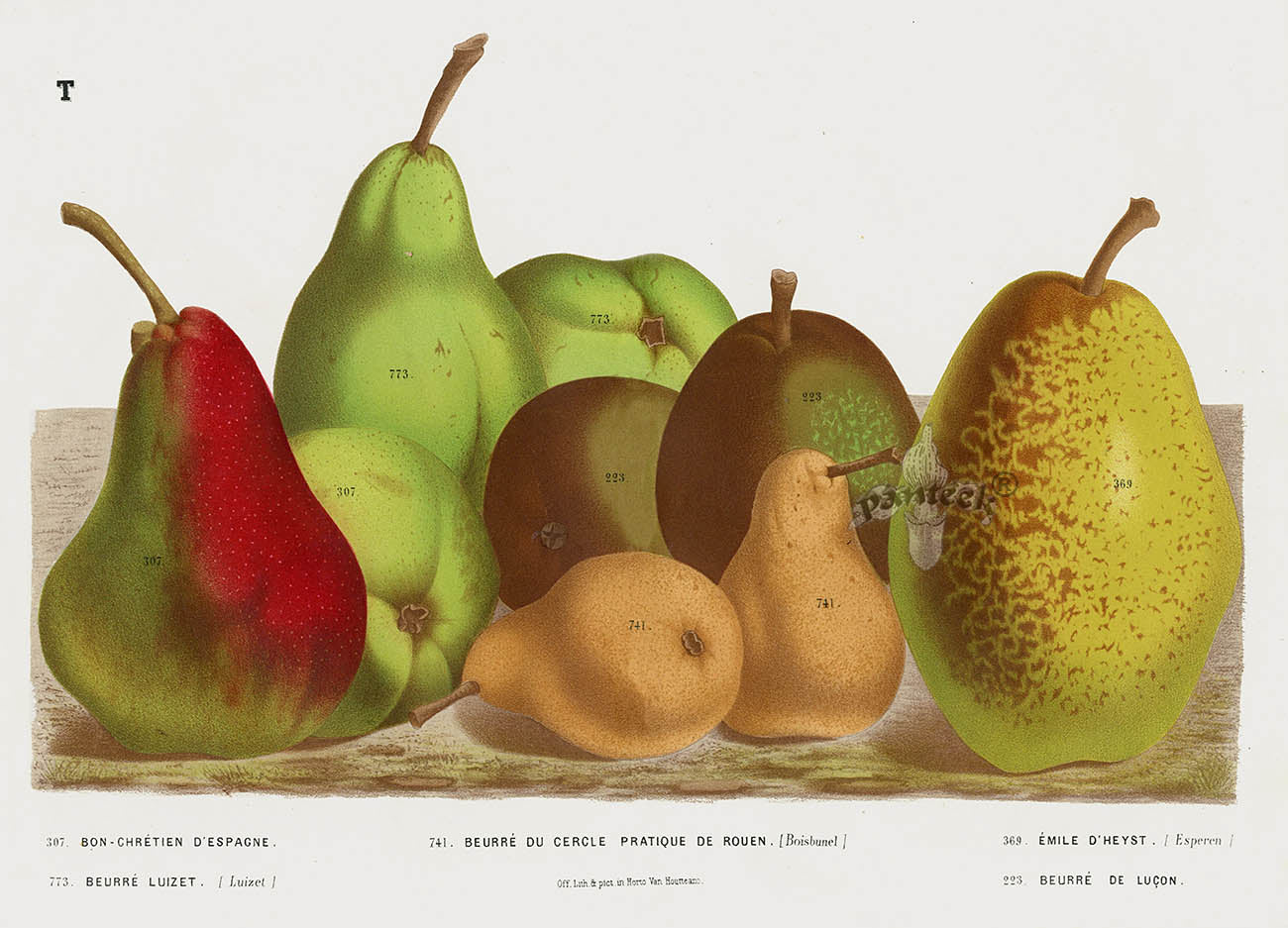 Van Houtte 1845 Antique Fruit & Vegetable Esperen Pear & Others