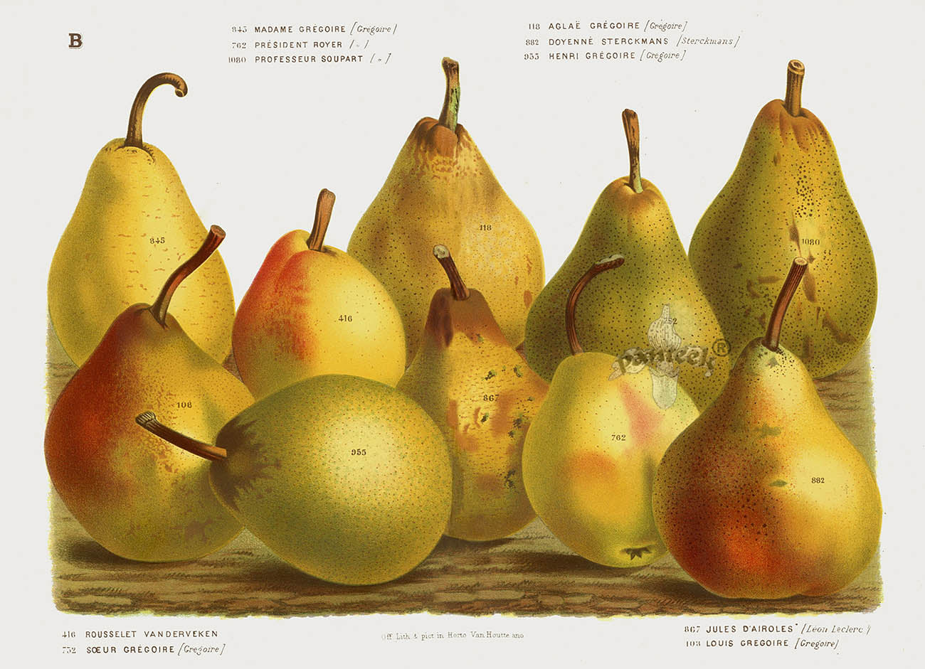 Van Houtte 1845 Antique Fruit & Vegetable Gregoire Pears