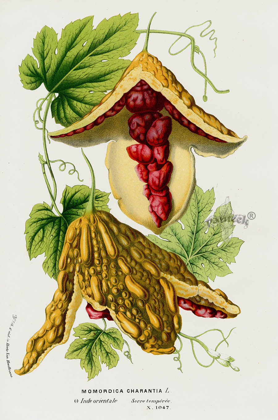 Van Houtte 1845 Antique Fruit & Vegetable Momordica charantia