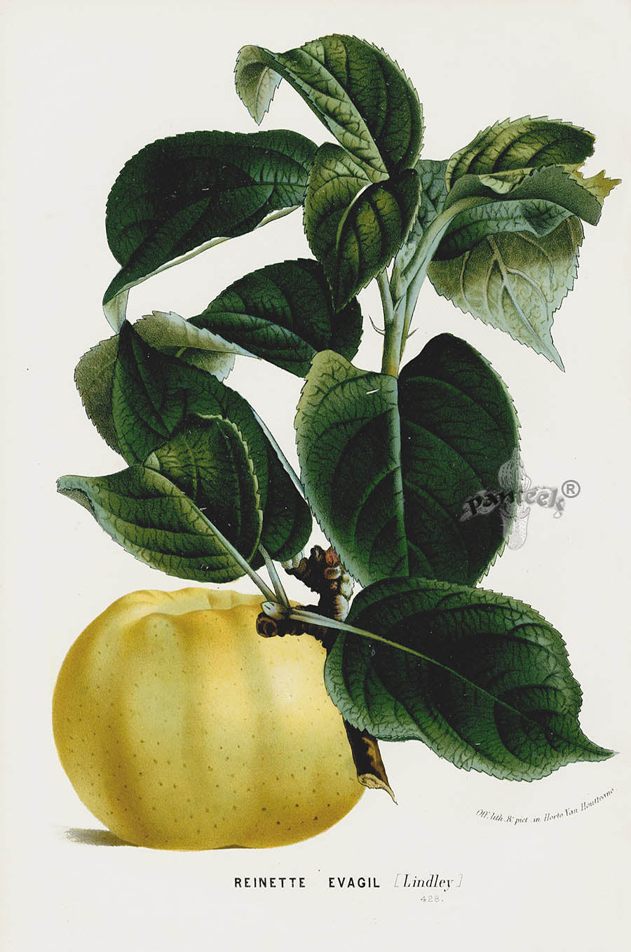 Van Houtte 1845 Antique Fruit & Vegetable Pear