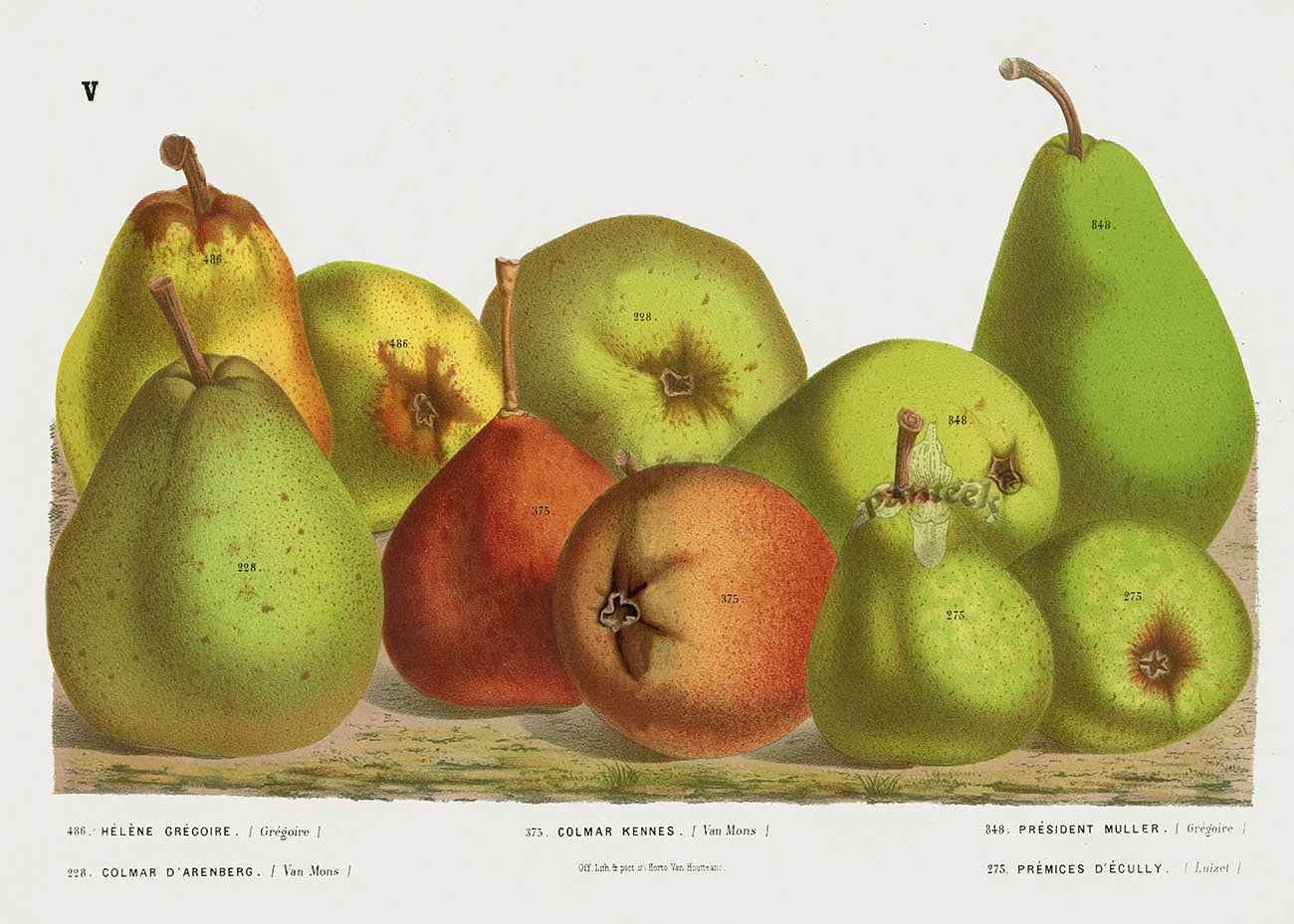 Van Houtte 1845 Antique Fruit & Vegetable Pear Assortment