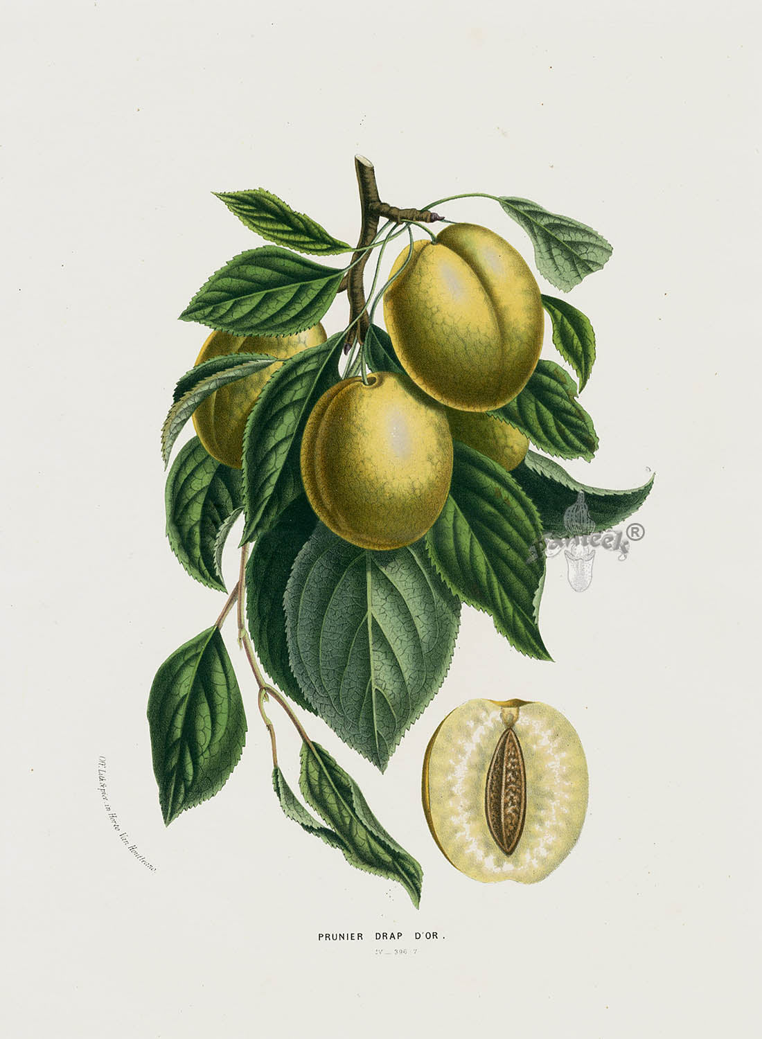 Van Houtte 1845 Antique Fruit & Vegetable Plum