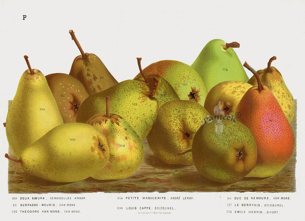 Van Houtte 1845 Antique Fruit & Vegetable Van Mons Pears