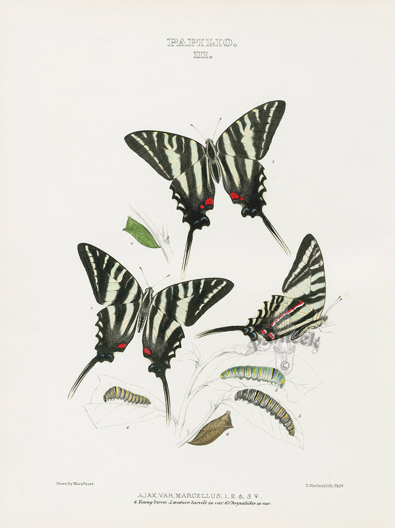 William Edwards American Antique Butterfly Print Ajax Marcellus