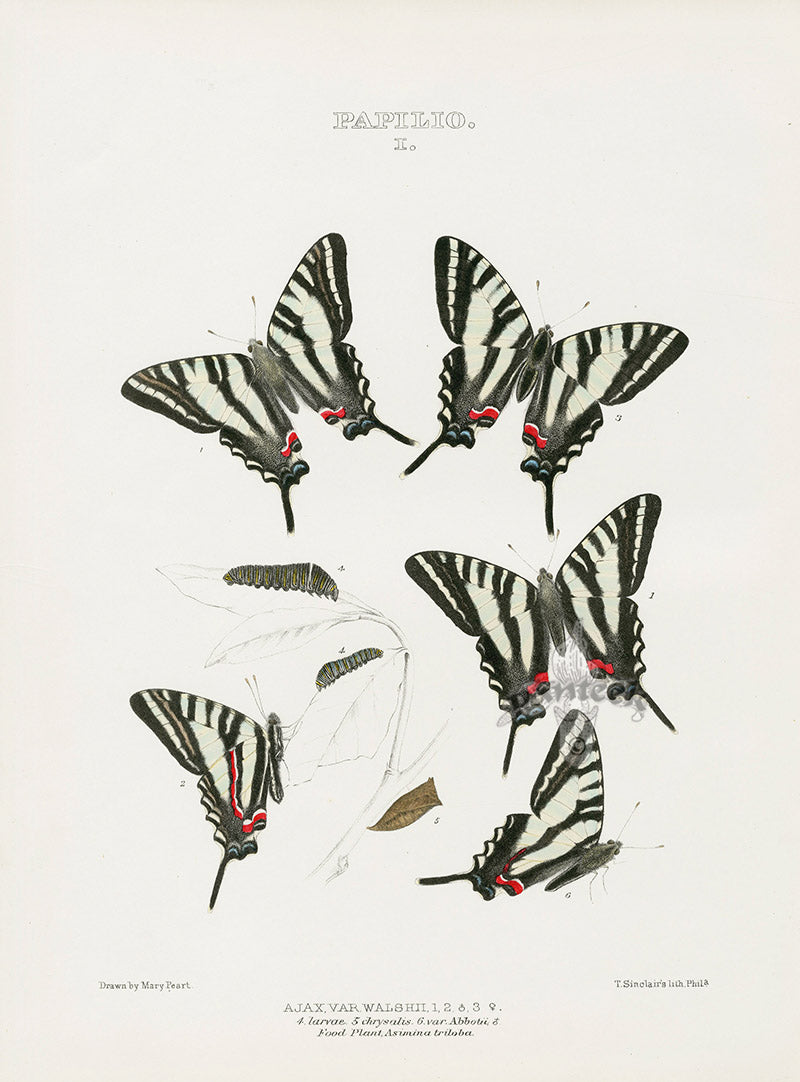 William Edwards American Antique Butterfly Print Ajax Walshii