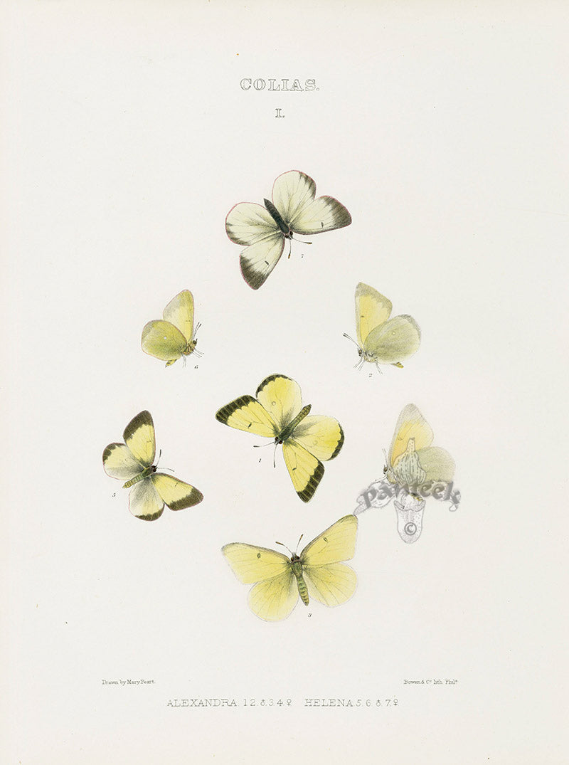 William Edwards American Antique Butterfly Print Alexandra, Helena