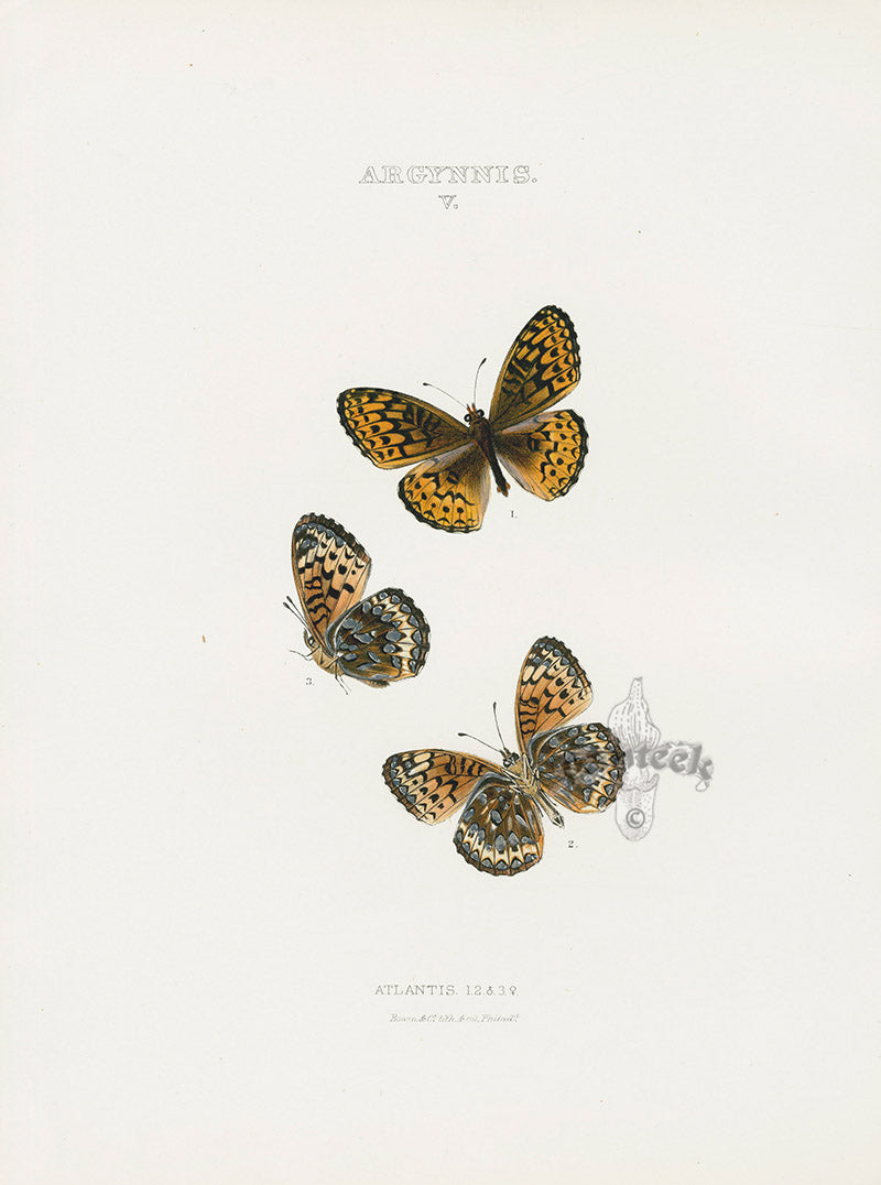 William Edwards American Antique Butterfly Print Atlantis