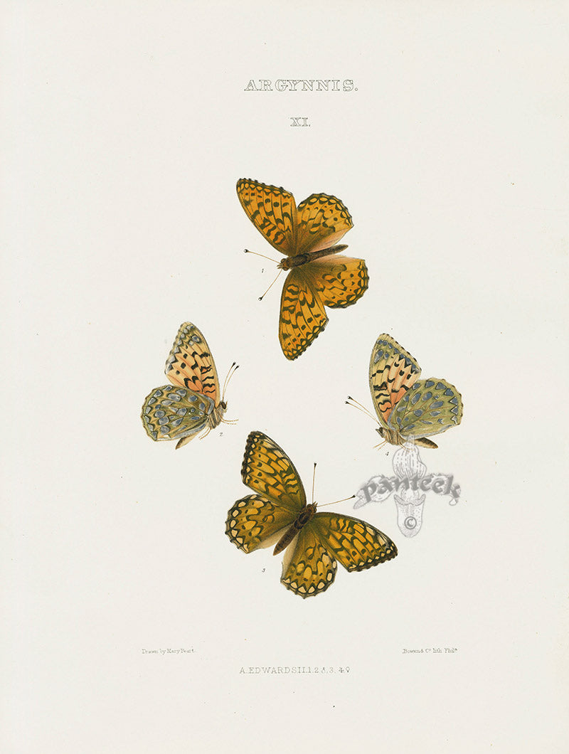 William Edwards American Antique Butterfly Print Edwardsii