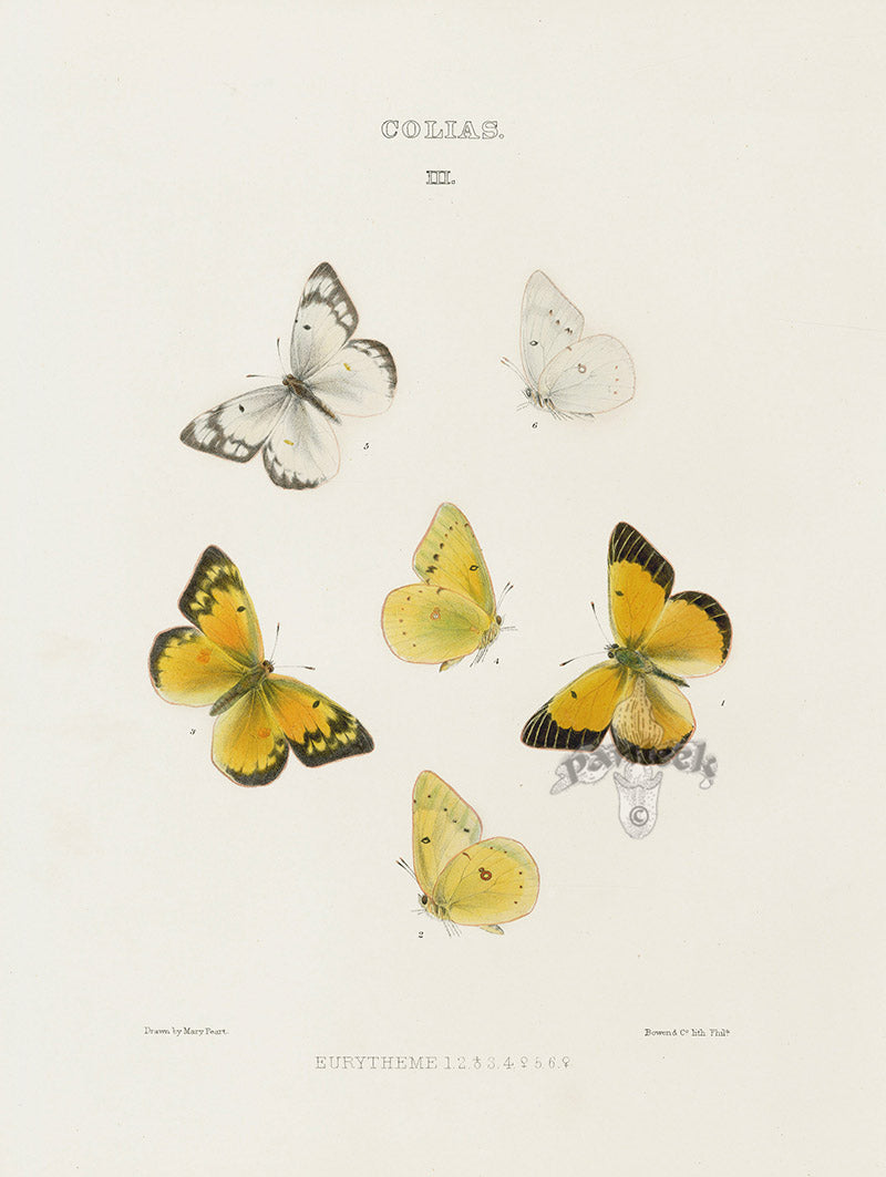 William Edwards American Antique Butterfly Print Eurytheme