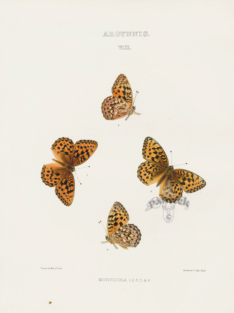 William Edwards American Antique Butterfly Print Monticola