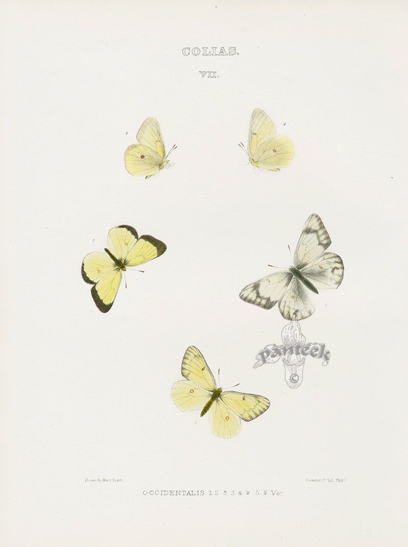 William Edwards American Antique Butterfly Print Occidentalis