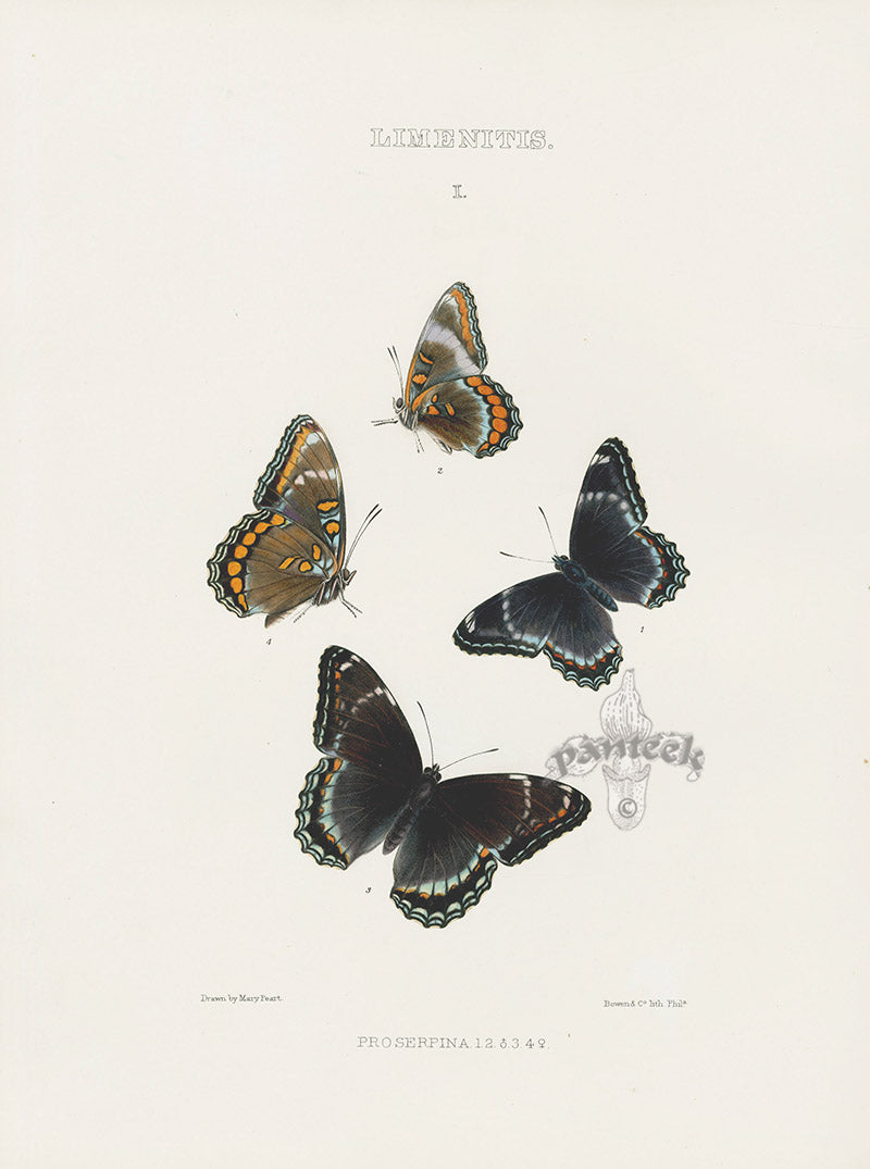 William Edwards American Antique Butterfly Print Proserpina