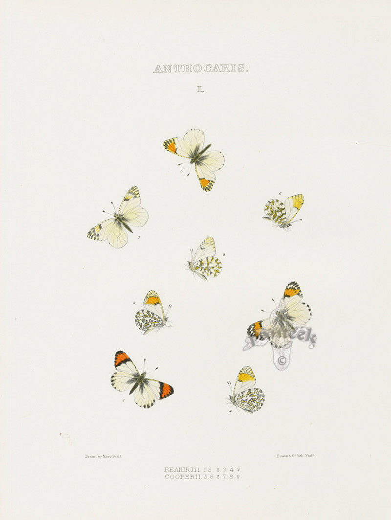William Edwards American Antique Butterfly Print Reakirtii, Cooperii