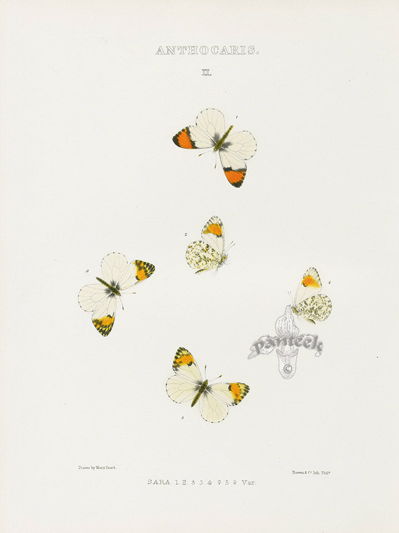 William Edwards American Antique Butterfly Print Sara