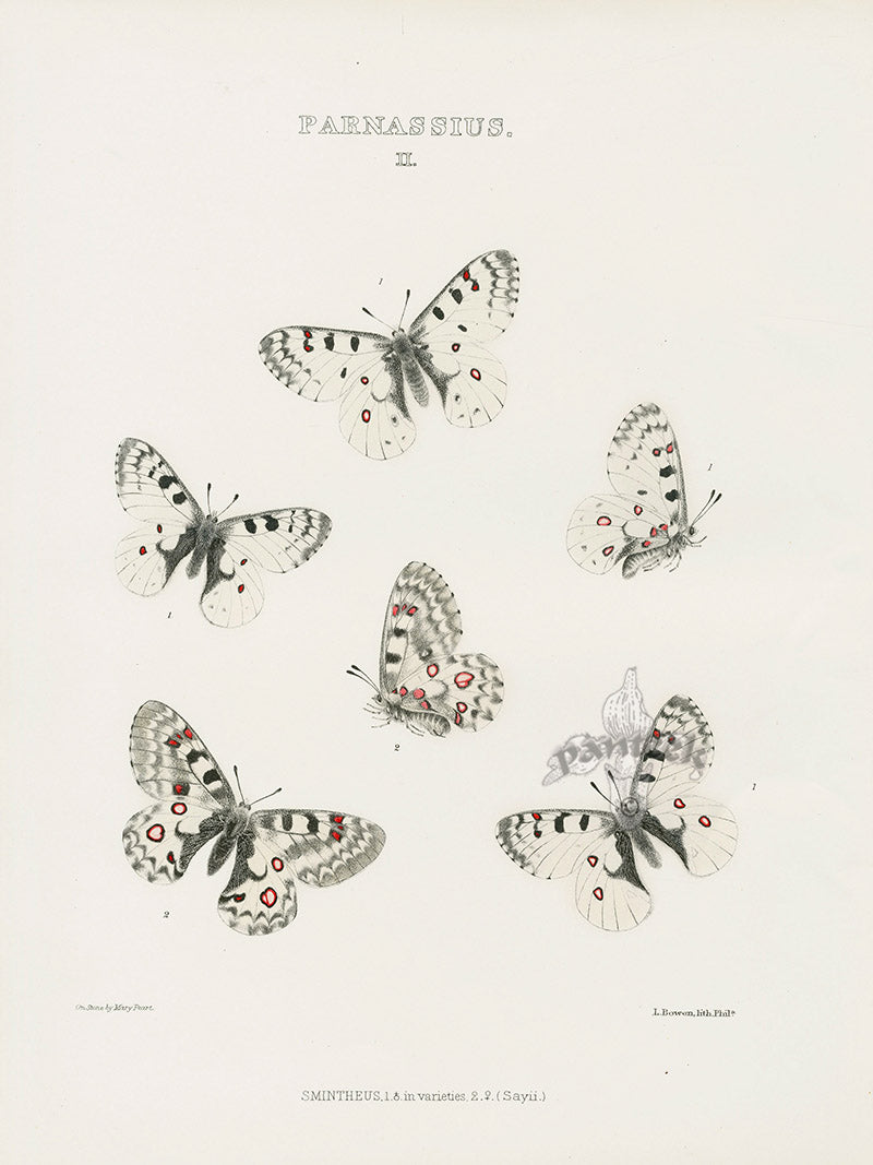 William Edwards American Antique Butterfly Print Smintheus