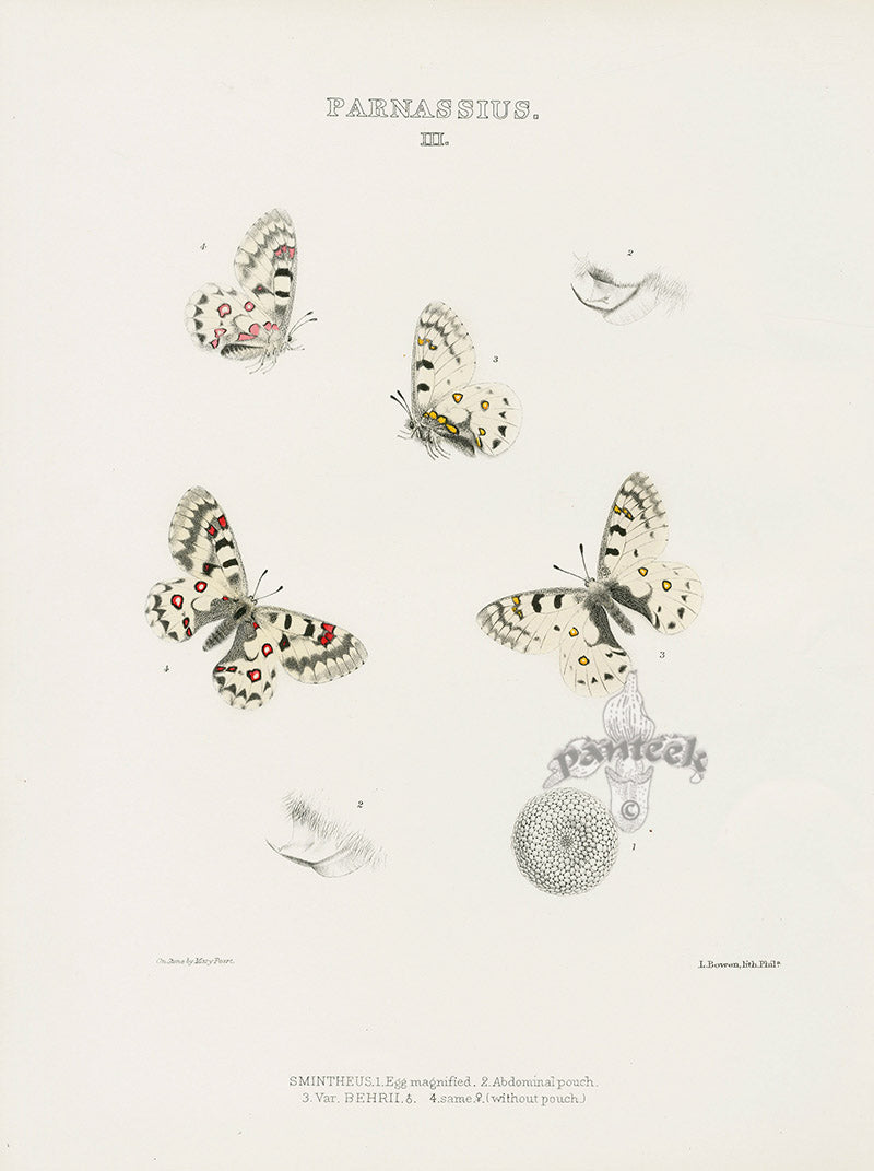 William Edwards American Antique Butterfly Print Smintheus, Behrii