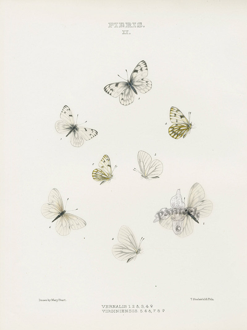 William Edwards American Antique Butterfly Print Vernalis, Virginiensis