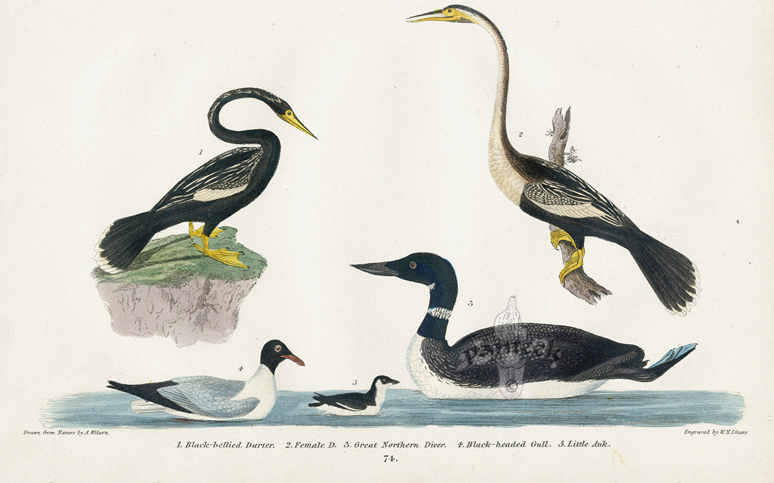 Wilson 1832 Black-bellied Darter, Little Auk