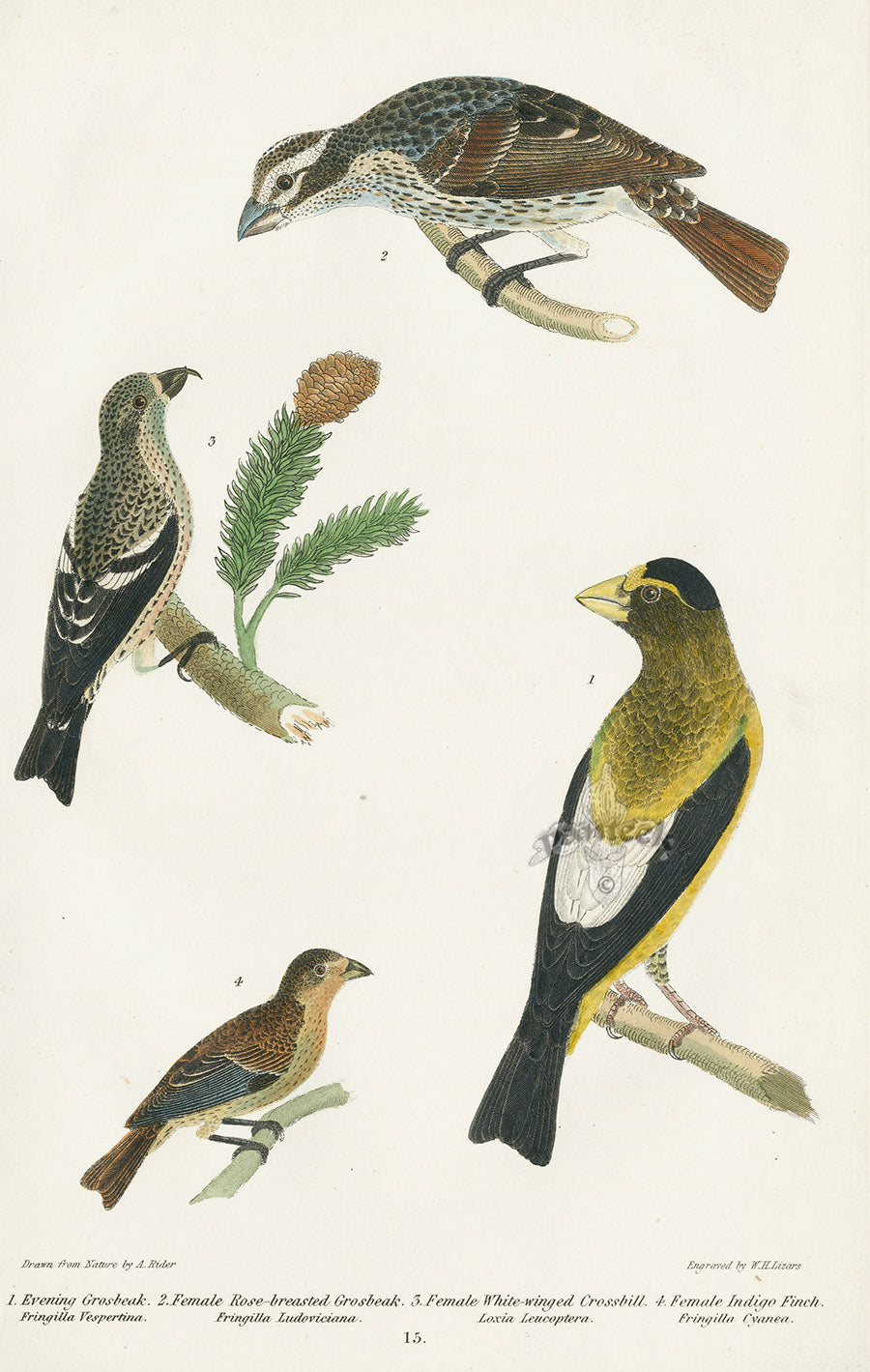 Wilson 1832 Evening Grosbeak