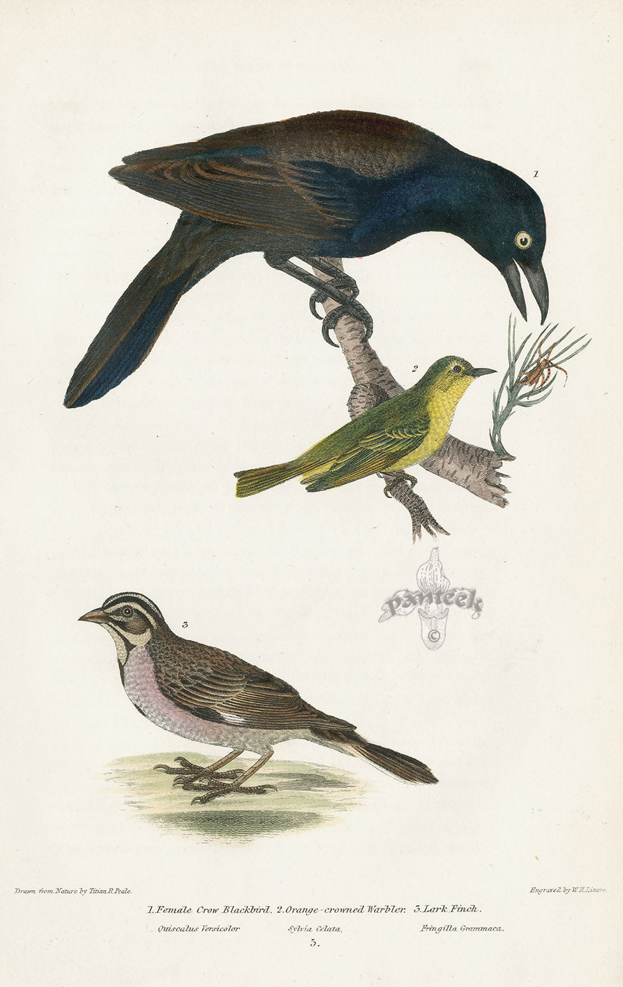 Wilson 1832 Female Crow Blackbird