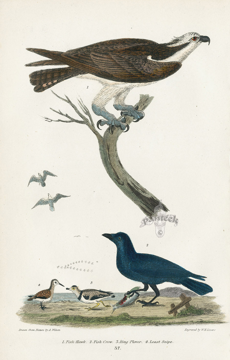 Wilson 1832 Fish-Hawk or Osprey, Fish-Crow