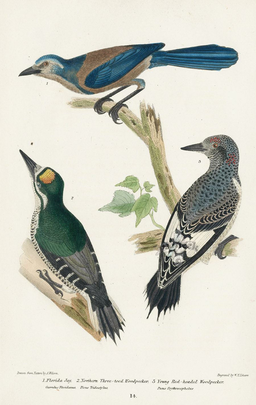 Wilson 1832 Florida Jay, Woodpeckers