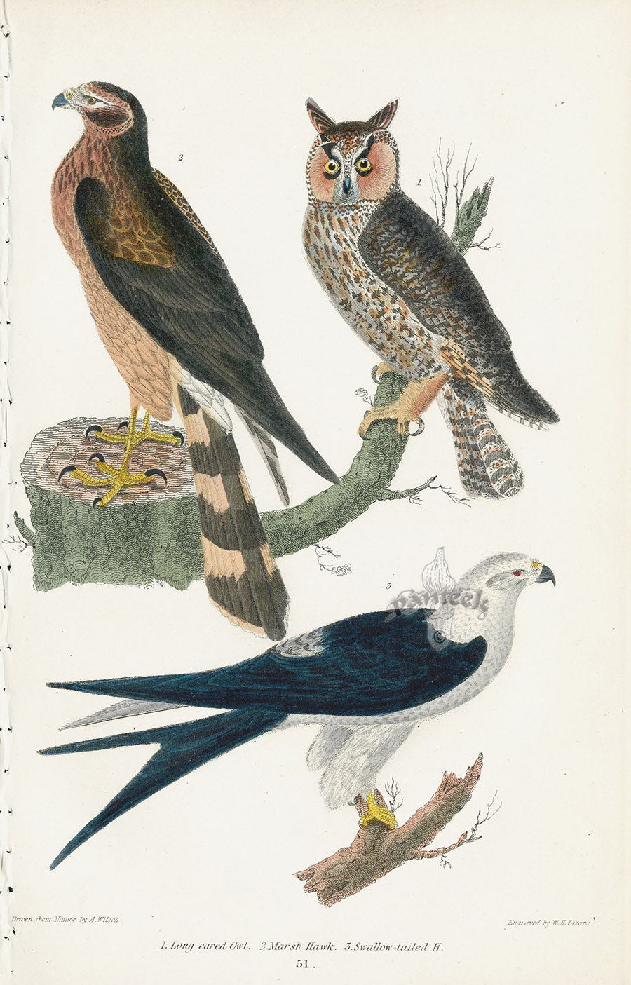 Wilson 1832 Long-eared Owl, Marsh Hawk